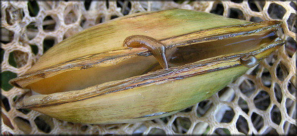 Utterbackia imbecillis (Say, 1829) Paper Pondshell With Leech