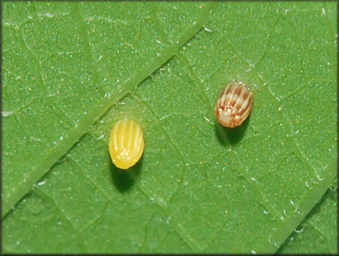 Gulf Fritillary [Agraulis vanillae] Eggs