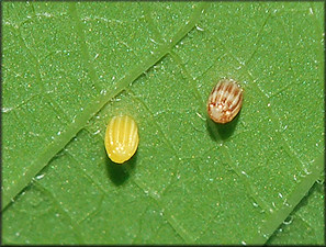 Gulf Fritillary [Agraulis vanillae] Eggs