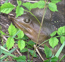 Florida Softshell Turtle [Apalone ferox]