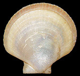 Parvamussium alaskense (Dall, 1872) Alaska Glass-scallop