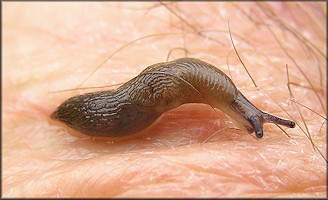 Deroceras laeve (Mller, 1774) Meadow Slug