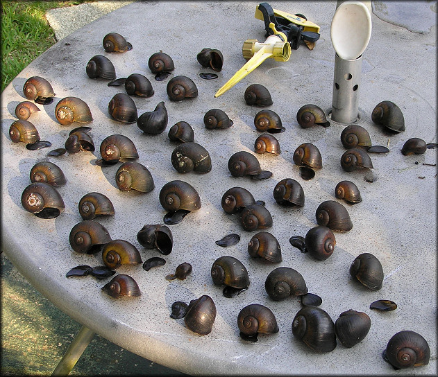 Some Of The Pomacea Discovered Dead On July 7th