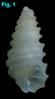 Pseudoscilla babylonia (C. B. Adams, 1845) Babylon Pyram