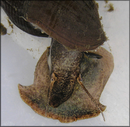 Melanoides cf. turricula (I. Lea, 1850) Fawn Melania