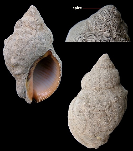 Stramonita haemastoma floridana (Conrad, 1837) Florida Rocksnail