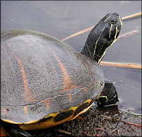 Florida Red-bellied Turtle [Pseudemys nelsoni]