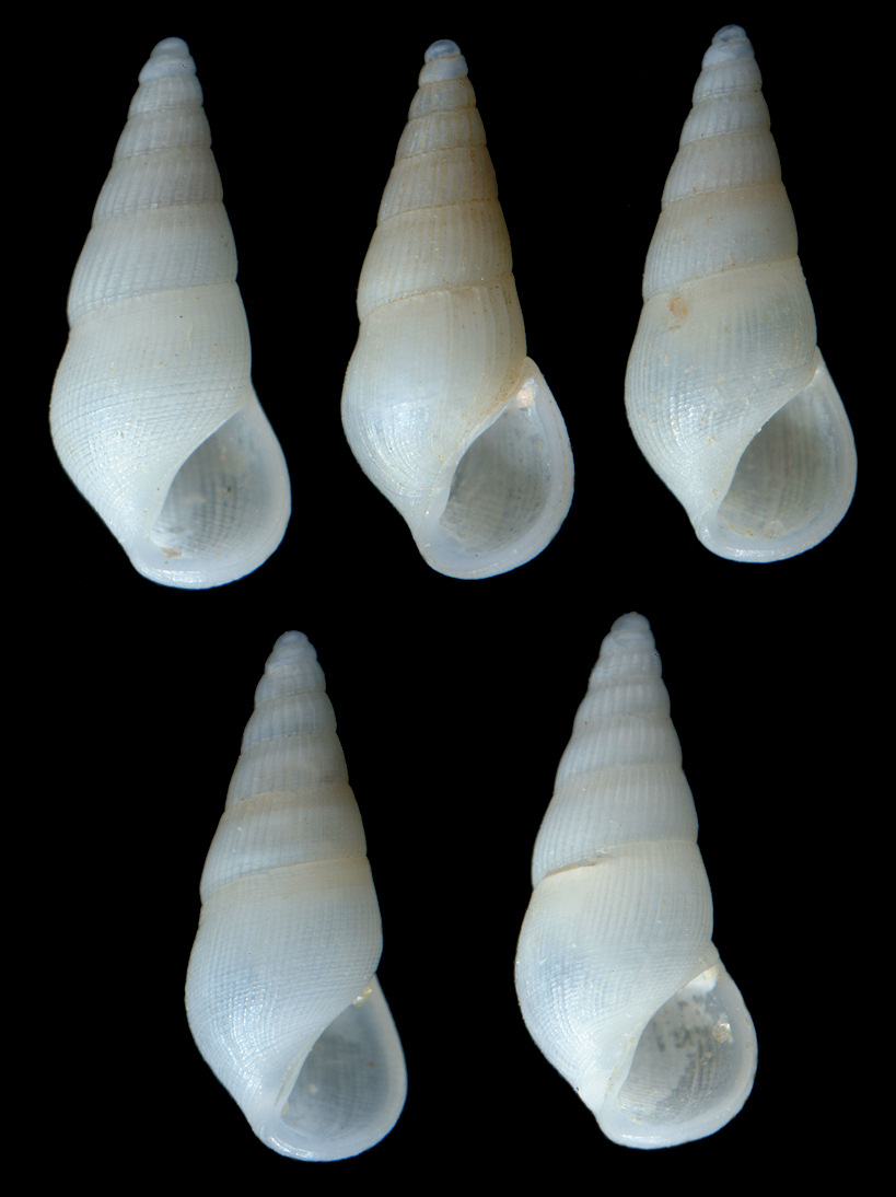 Rissoina sp. 1 Leal (1991: 75; pl. 8, figs. I-L)