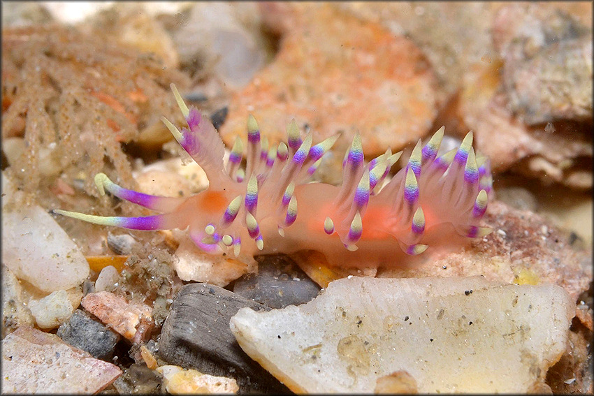 Flabellina marcusorum Gosliner and Kuzirian, 1990