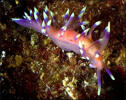 Flabellina marcusorum Gosliner and Kuzirian, 1990