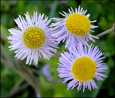 Philadelphia daisy [Erigeron philadelphicus]