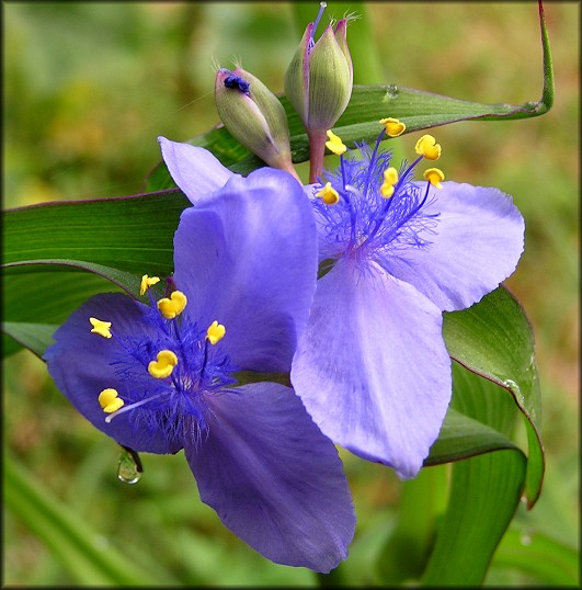 Spiderwort [Tradescantia sp.]