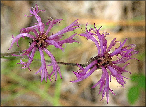 Florida Ironweed [Vernonia blodgettii]