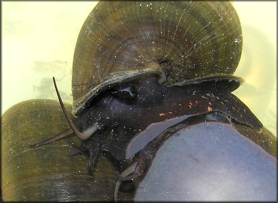 Pomacea paludosa (Say, 1829) Florida Applesnail