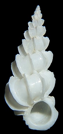 Epitonium foliaceicosta (d'Orbigny, 1842)