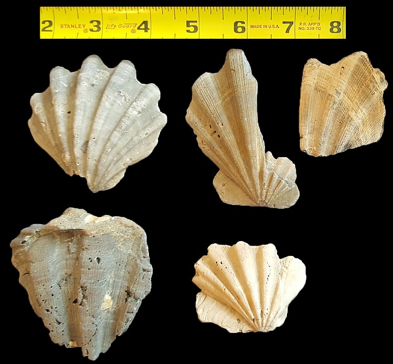 Carolinapecten / Chesapecten species Fossil (extinct)