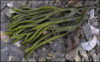 Codium fragile Green Fleece Alga | Dead Man's Fingers