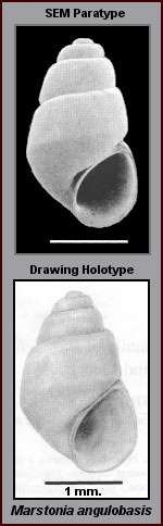 Marstonia angulobasis Thompson, 2004