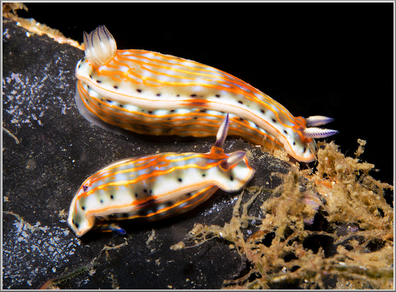 Felimare fregona Ortea and Caballer, 2013 Feeding On Sponge