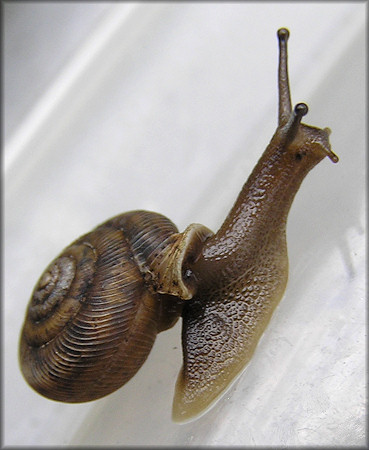 Daedalochila uvulifera (Shuttleworth, 1852) Peninsula Liptooth