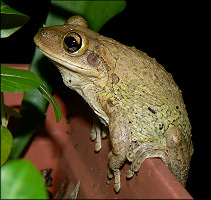Cuban Treefrog [Osteopilus septentrionalis]