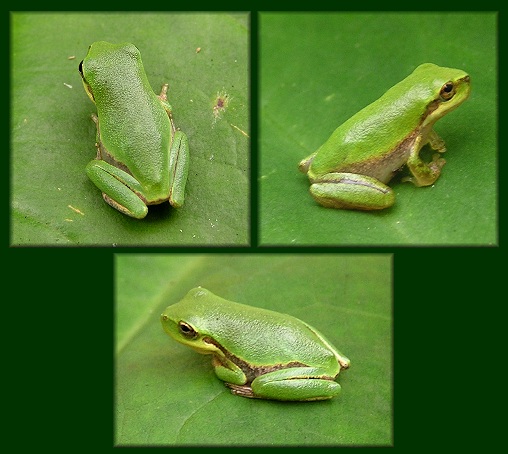 Squirrel Treefrog [Hyla squirella]