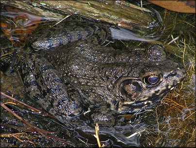 River Frog [Rana heckscheri Wright, 1924]