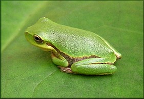 Squirrel Treefrog [Hyla squirella]