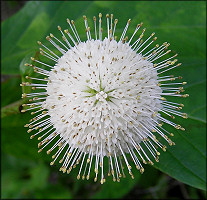 Common Buttonbush [Cephalanthus occidentalis]