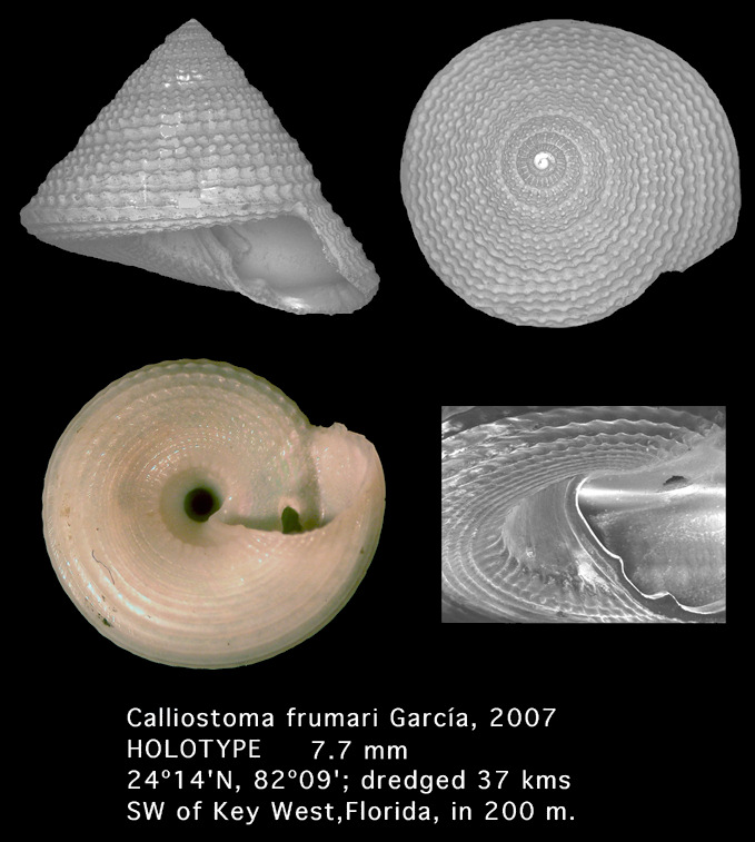 Calliostoma frumari Garca, 2007 (holotype)