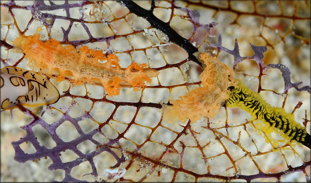 Tritoniopsis frydis Er. Marcus and Ev. Marcus, 1970 With Eggs