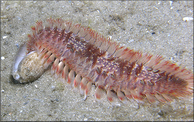 Bulla occidentalis A. Adams, 1850 Western Striate Bubble And Fireworm Preadator