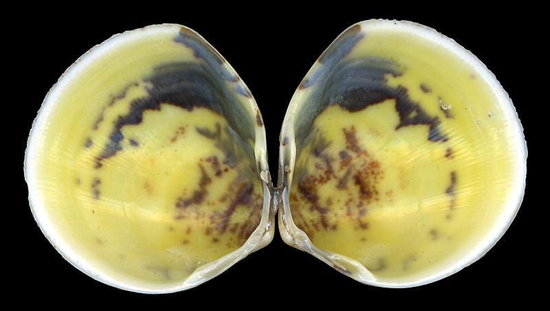 Laevicardium mortoni (Conrad, 1830) Yellow Eggcockle