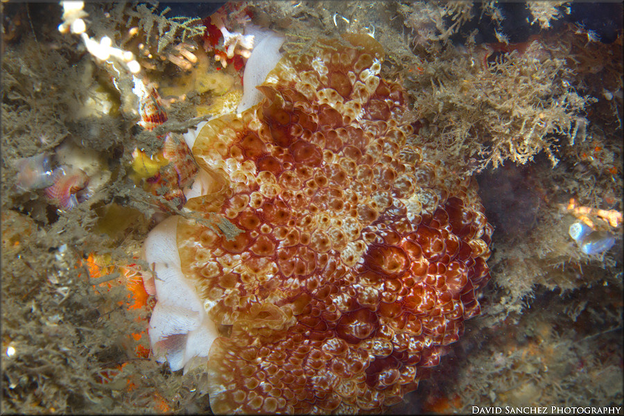 Pleurobranchus areolatus Mørch, 1863 Depositing Egg Strand