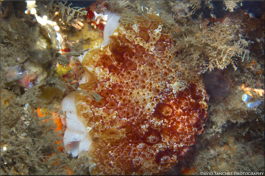 Pleurobranchus areolatus Mrch, 1863 Depositing Egg Strand