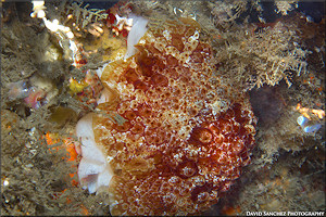 Pleurobranchus areolatus Mrch, 1863 Depositing Egg Strand