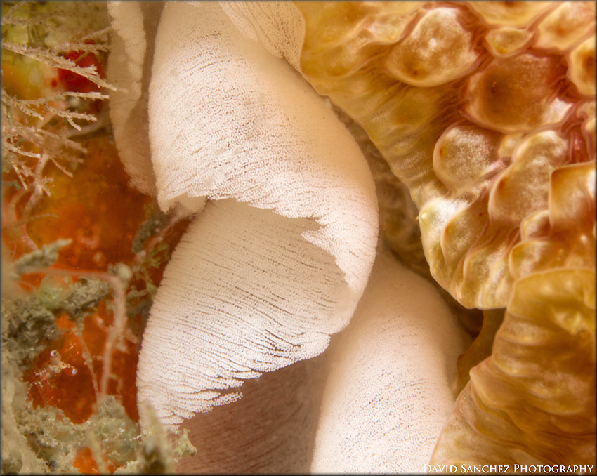 Pleurobranchus areolatus Mrch, 1863 Depositing Egg Strand (close up)