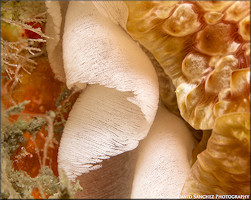 Pleurobranchus areolatus Mrch, 1863 Depositing Egg Strand (close up)