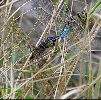 Common Green Darner [Anax junius] Mating