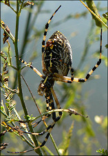 Yellow Garden Spider [Argiope aurantia] Female