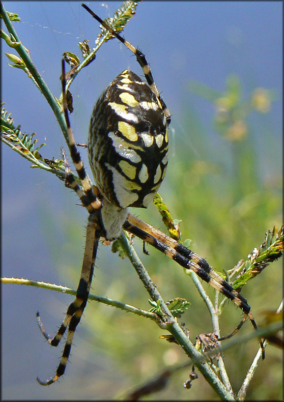 Yellow Garden Spider [Argiope aurantia] Female