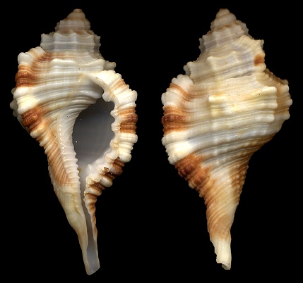 Cymatium (Ranularia) gallinago (Reeve, 1844)