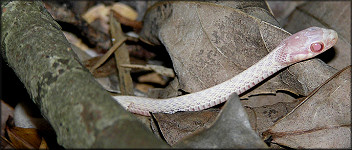 Eastern Garter Snake [Thamnophis sirtalis sirtalis] Albino Juvenile