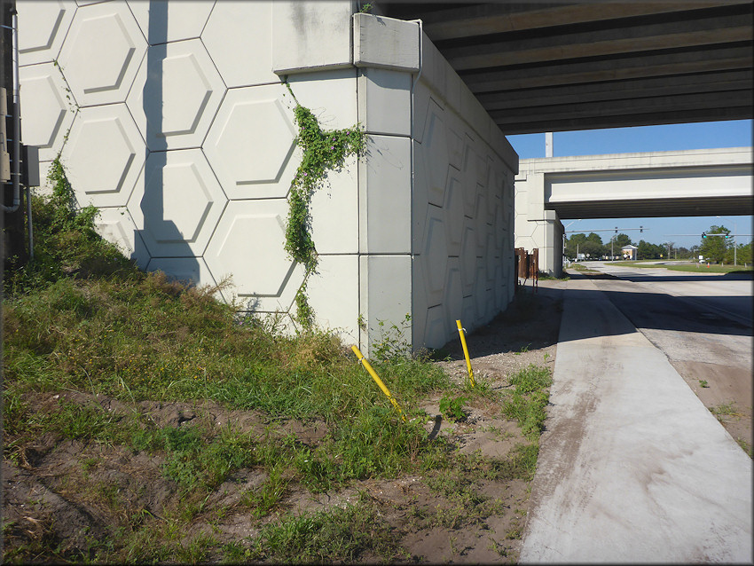 Bulimulus sporadicus On Gate Parkway Beneath Interstate 295 Overpass
