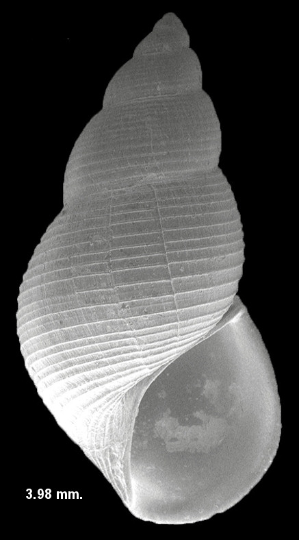 Elachisina geraea (Dall, 1892) Scanning Electron Micrograph (SEM)