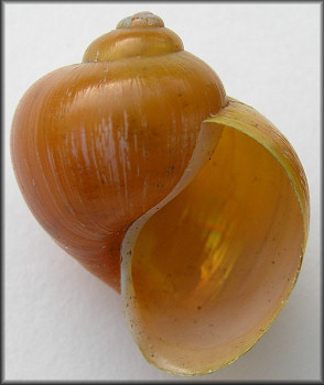 Pomacea paludosa (Say, 1829) Florida Applesnail Rare Gold Specimen