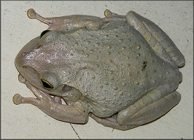 Cuban Treefrog [Osteopilus septentrionalis]