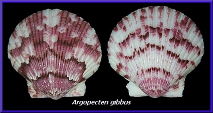 Argopecten gibbus (Linnaeus, 1758)