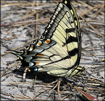 Eastern Tiger Swallowtail [Papilio glaucus]