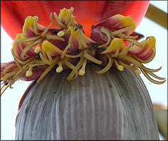 Banana [Musa sp.]